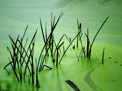 藻華會覆蓋水的表面，并防止光線穿透。